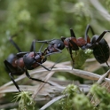 Macro fourmis chalet - 002